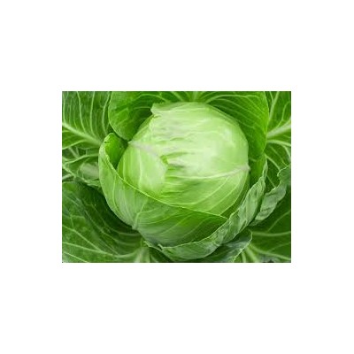 fresh cabbage